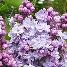 Сирень Виктор Лемуан