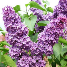 Сирень Заря коммунизма