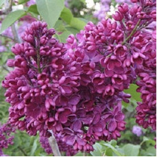 Сирень Знамя Ленина