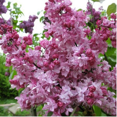 Сирень Олимпиада Колесникова