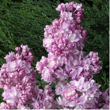 Сирень Память о Вехове