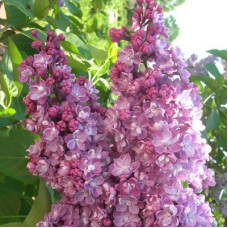 Сирень Павлинка