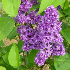 Сирень Шарль Джоли