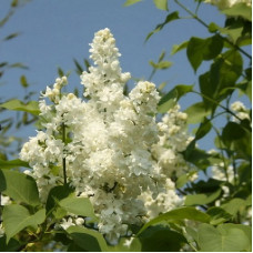 Сирень Советская Арктика