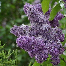 Сирень Сумерки