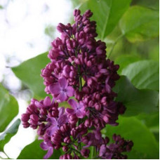 Сирень Свитязанка