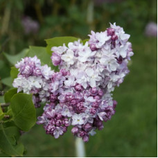 Сирень Тарас Бульба