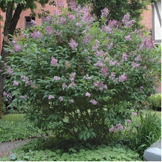 Сирень венгерская