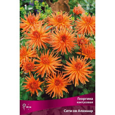 Георгина Сити ов Алкмар (кактусовая)