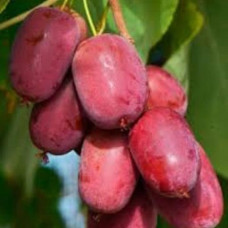 Актинидия аргута Скарлет Септембер Киви