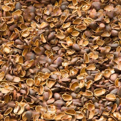 Скорлупа кедрового ореха (50 л)