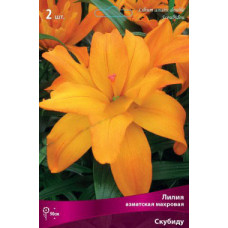 Лилия Скубиду (азиатская махровая)