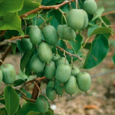 Актинидия коломикта Сладкая палочка серия Северный Сад