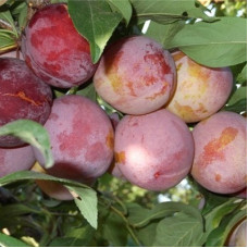 Слива Аленушка