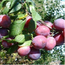 Слива Кантемировка