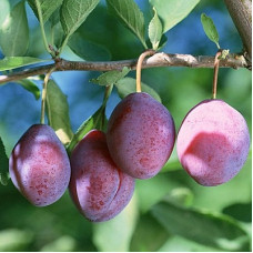 Слива Конфетная