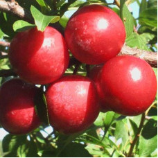 Слива Красный Шар