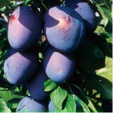 Слива Орловская мечта