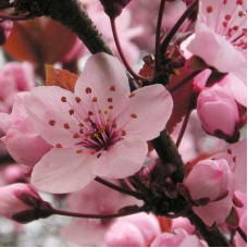 Слива растопыренная Хессей