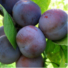 Слива Ренклод Советский