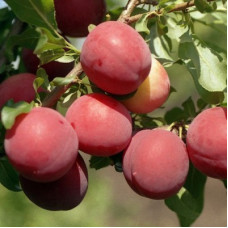 Слива русская (Алыча) Июльская роза