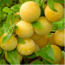 Слива русская (Алыча) Мара