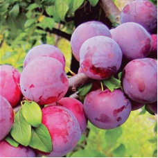 Слива русская (Алыча) Путешественница