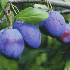 Слива Синий Дар