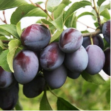 Слива Стартовая