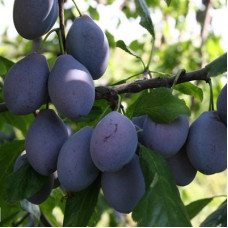 Слива Стенлей