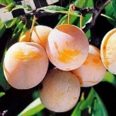 Слива Светлячок