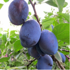 Слива Венгерка Донецкая ранняя