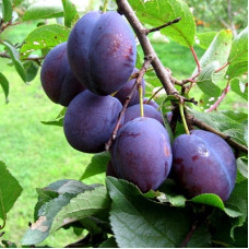 Слива Венгерка корнеевская