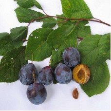 Слива Венгерка воронежская