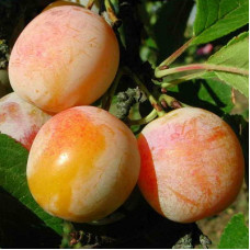 Слива Яхонтовая