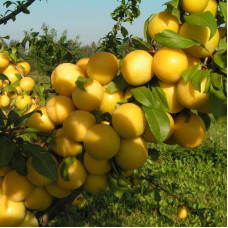 Слива Желтая самоплодная