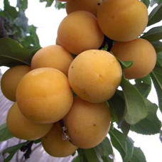 Слива русская (Алыча) Злато Скифов