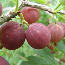 Крыжовник Смена