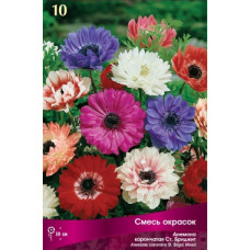 Анемона Сент Бриджит смесь окрасок