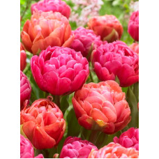 Микс тюльпанов (Класси Пайони)