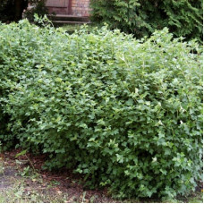 Смородина альпийская