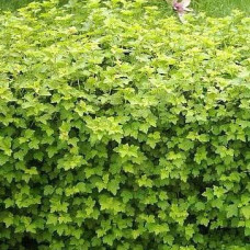 Смородина альпийская Шмидт