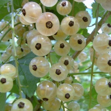 Смородина белая Белка