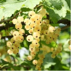 Смородина белая Бланка