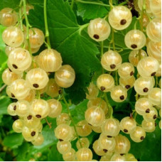 Смородина белая Голландская белая