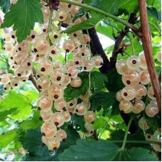 Смородина белая Уральская белая