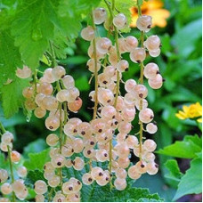 Смородина белая Вайт Перл