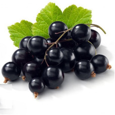 Смородина черная Чаровница