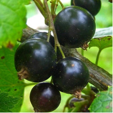 Смородина черная Черный жемчуг