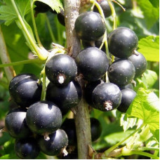 Смородина черная Дачница